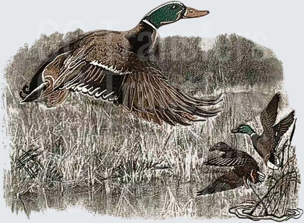 Mallard Ducks Taking Flight Over Marsh Wetlands (DTF)