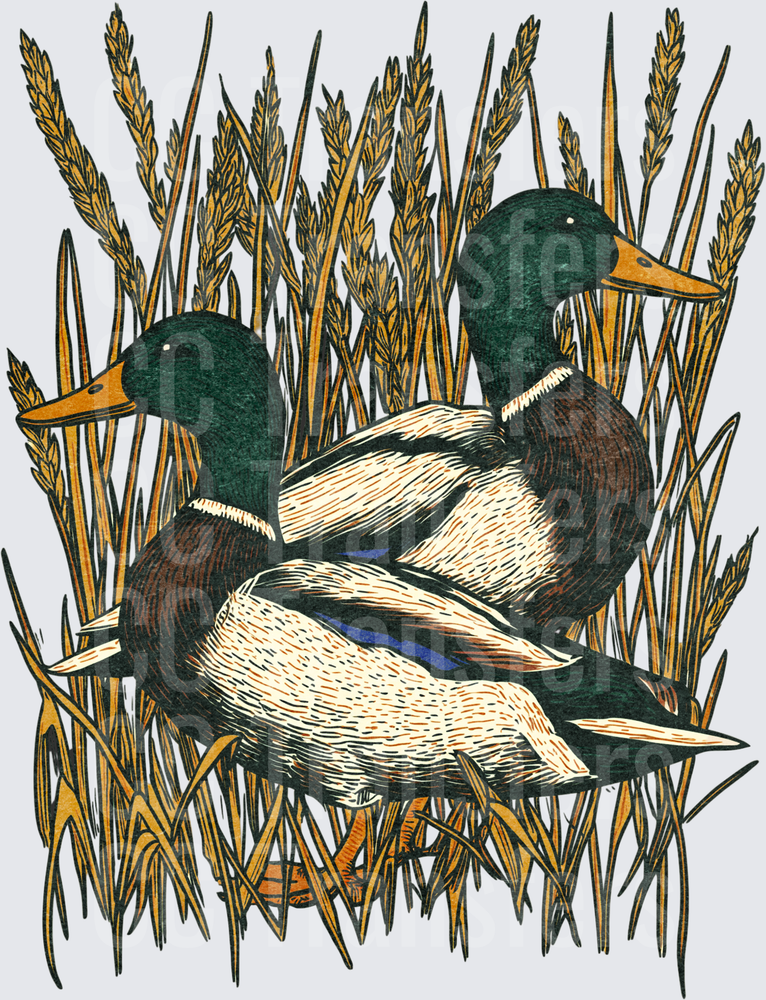 Two Mallard Ducks Resting in Golden Marsh Reeds (DTF)