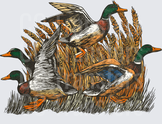 Mallard Ducks Flushing Through Golden Wheat Field (DTF)
